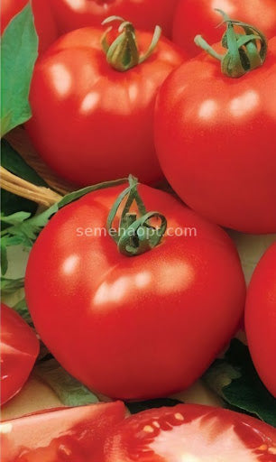 حصاد طماطم عالية الجودة بوزن 200 جرام باستخدام بذور F1.