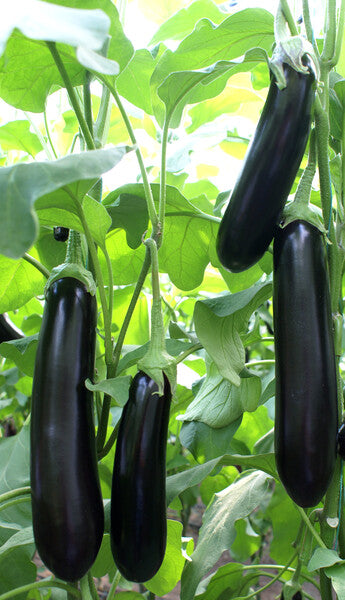بذور باذنجان عالية الإنتاج والطلب التجاري