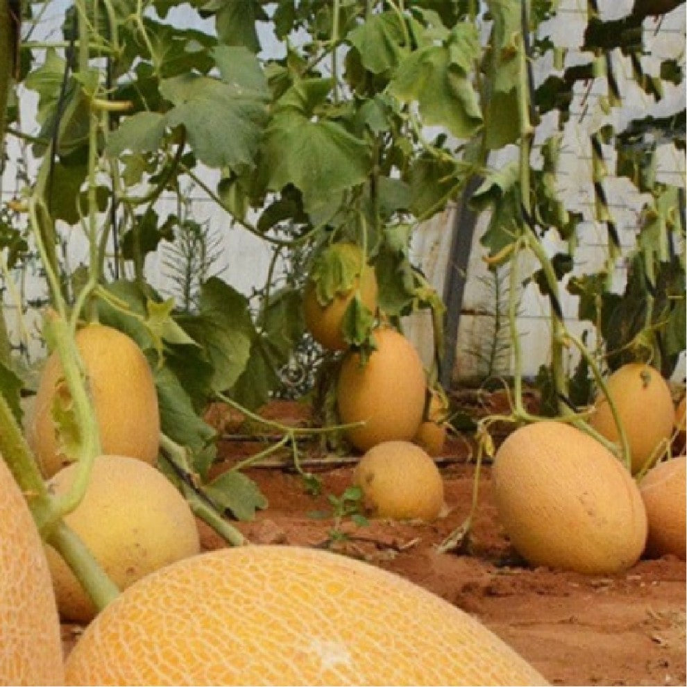 صنف شمام مخصص للتسويق التجاري والإنتاج الكبير