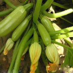 كوسة بلون أخضر جذاب ومظهر تسويقي ممتاز