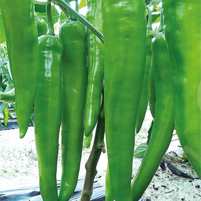 فلفل حار إنتاجي مقاوم للأمراض