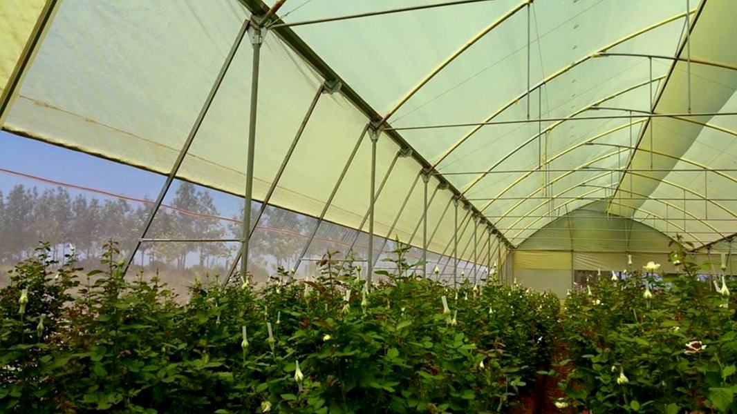 غطاء بلاستيك أصفر للبيوت المحمية
فيلم تغطية صوب زراعية 200 ميكرون
غطاء بلاستيكي مقاوم التنقيط والضباب
غطاء بولي إيثيلين 14x41 متر