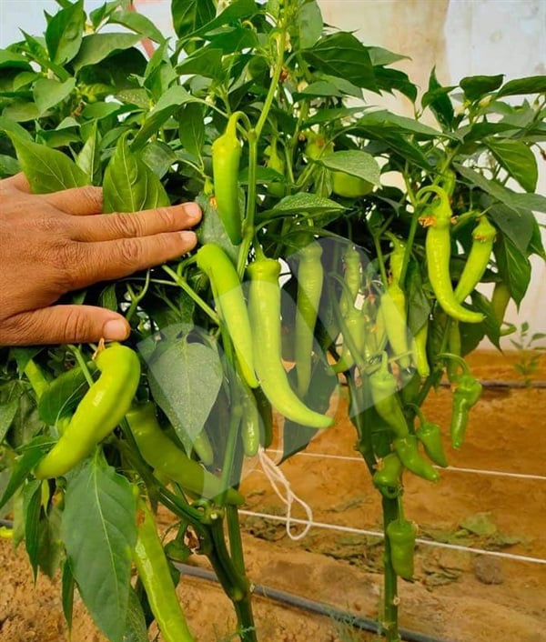 فلفل أصفر مائل للأخضر بنكهة قوية