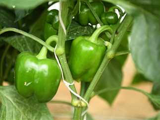 فلفل حلو أخضر ناعم السطح وذو مظهر تجاري