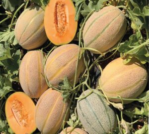 شمام متوسط النضج يُحصد خلال 45 يومًا