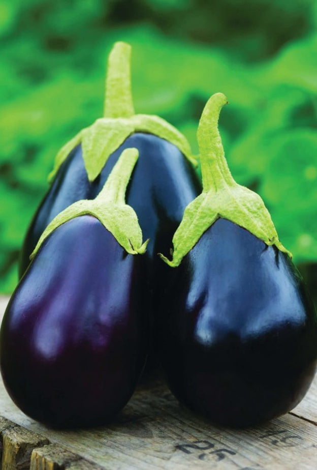 باذنجان متوسط مبكر الإنتاج – عبوة تحتوي على 1000 بذرة