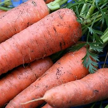 عبوة 10 جرام من بذور الجزر الهجين عالية الإنتاج.