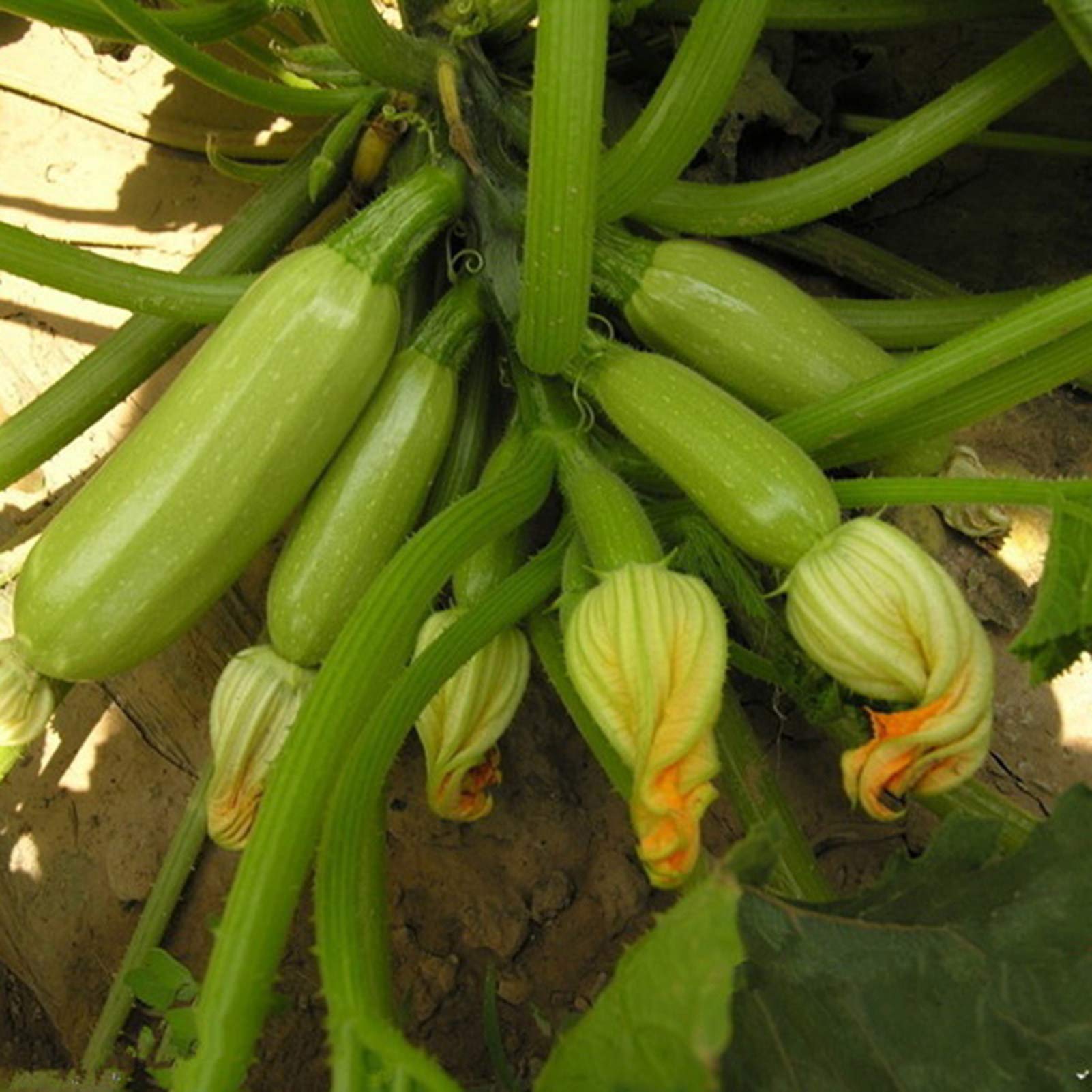 كوسة خضراء هجينة مبكرة النضج