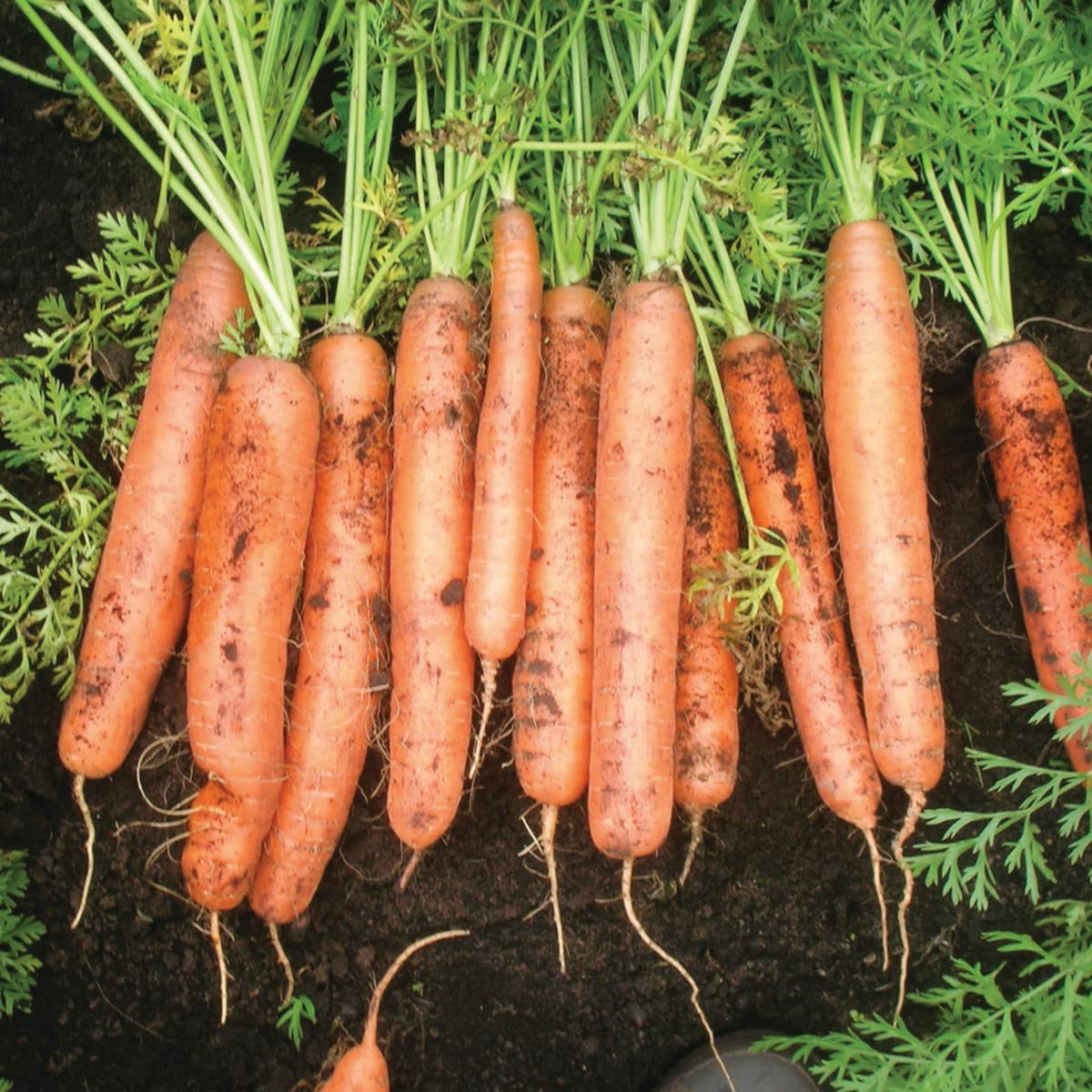 محصول جزر نيو كورودا بوزن 280 جرام للثمرة.