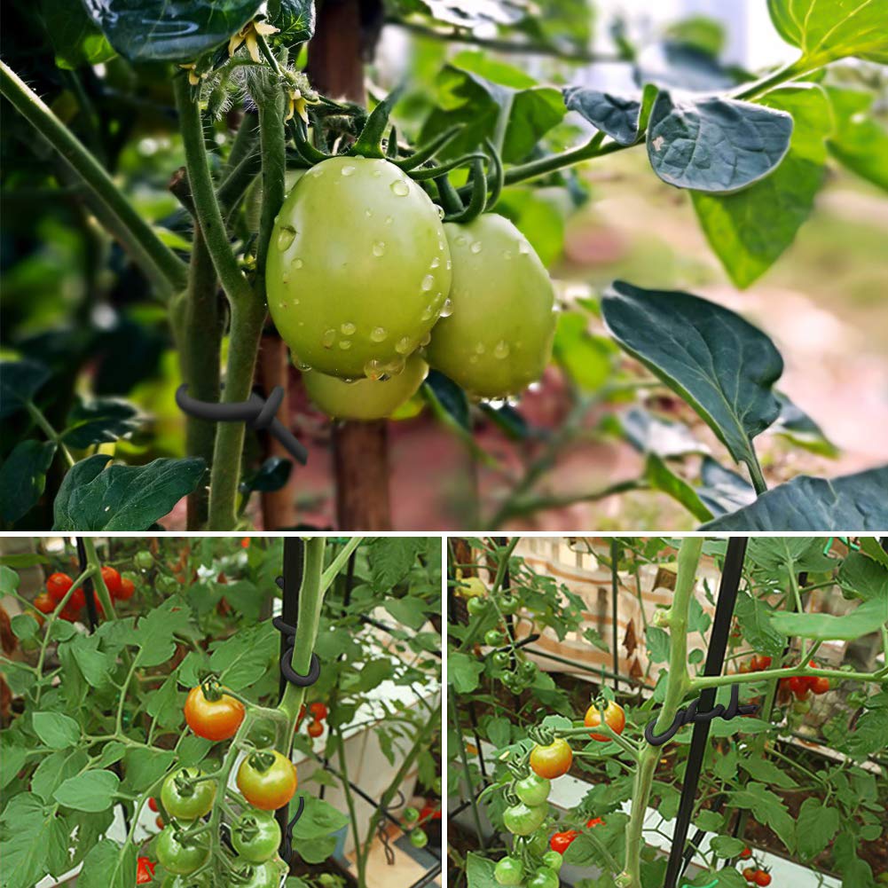 طماطم هجينة F1 بصلابة عالية وطول عمر تخزيني.