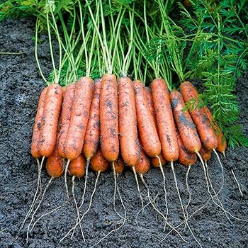 صورة جذور جزر متجانسة ناعمة القشرة ولامعة اللون.