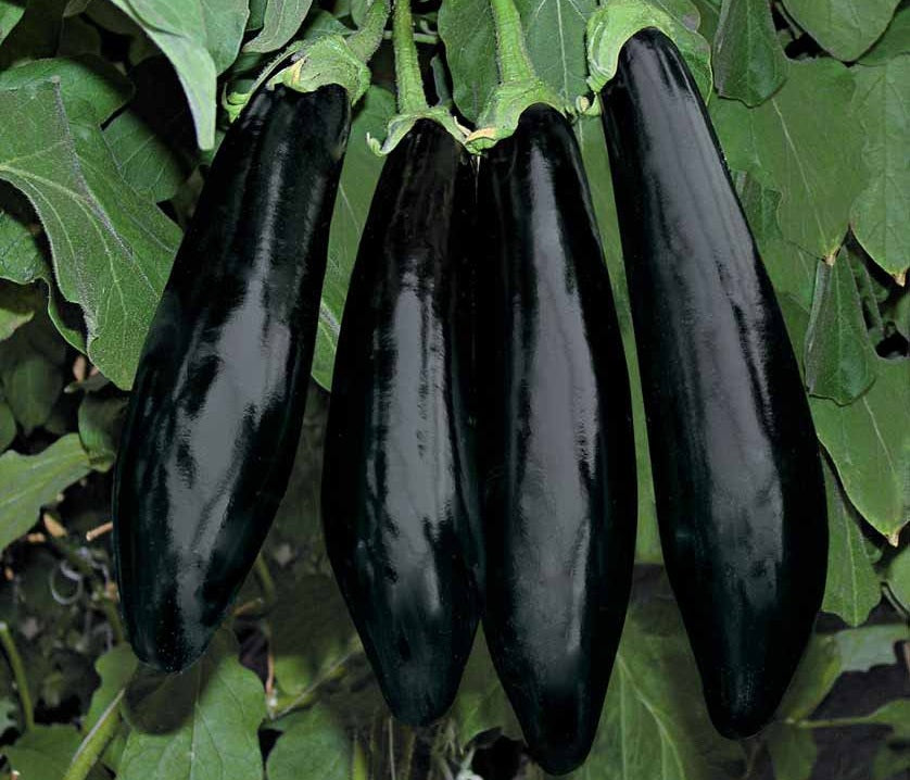 باذنجان هجين بلون قشرة أسود بنفسجي ولب أبيض مخضر