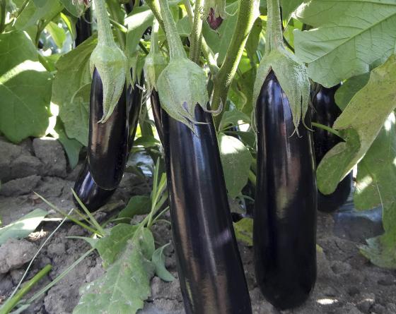 إنتاج مرتفع من الباذنجان الهجين يصل إلى 60 طن للفدان