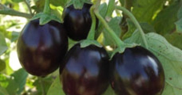بذور باذنجان ذات لُب أبيض وقشرة سوداء لامعة