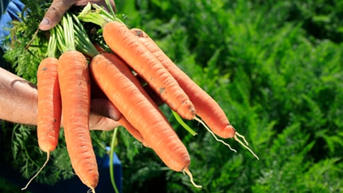 "بذور جزر هجينة الضوء الأرجواني لإنتاج جذور حمراء موحدة عالية الجودة – عبوة تحتوي على 1000 بذرة"