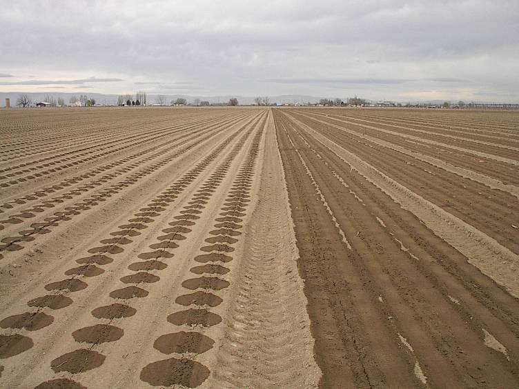 نظام الري بالتنقيط مسطح نوع الأسود شريط منقط