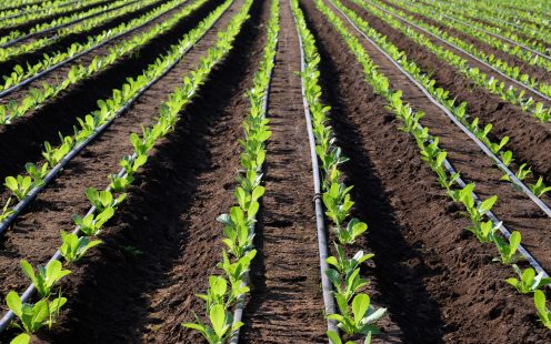 نظام الري الزراعي توفير المياه شريط الري بالتنقيط 