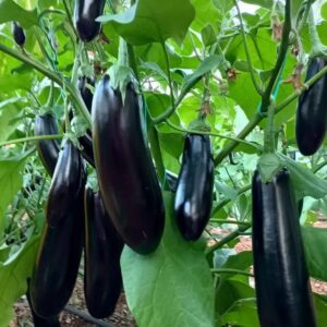 باذنجان أسود بنفسجي طويل لامع وعالي الجودة