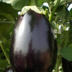 باذنجان هجين للزراعة المحمية والمفتوحة