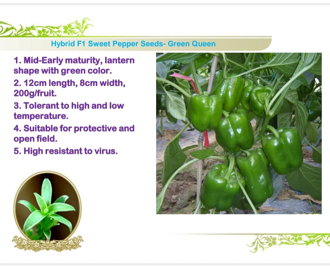 بذور فلفل حلو جرين كوين – شكل فانوس أخضر