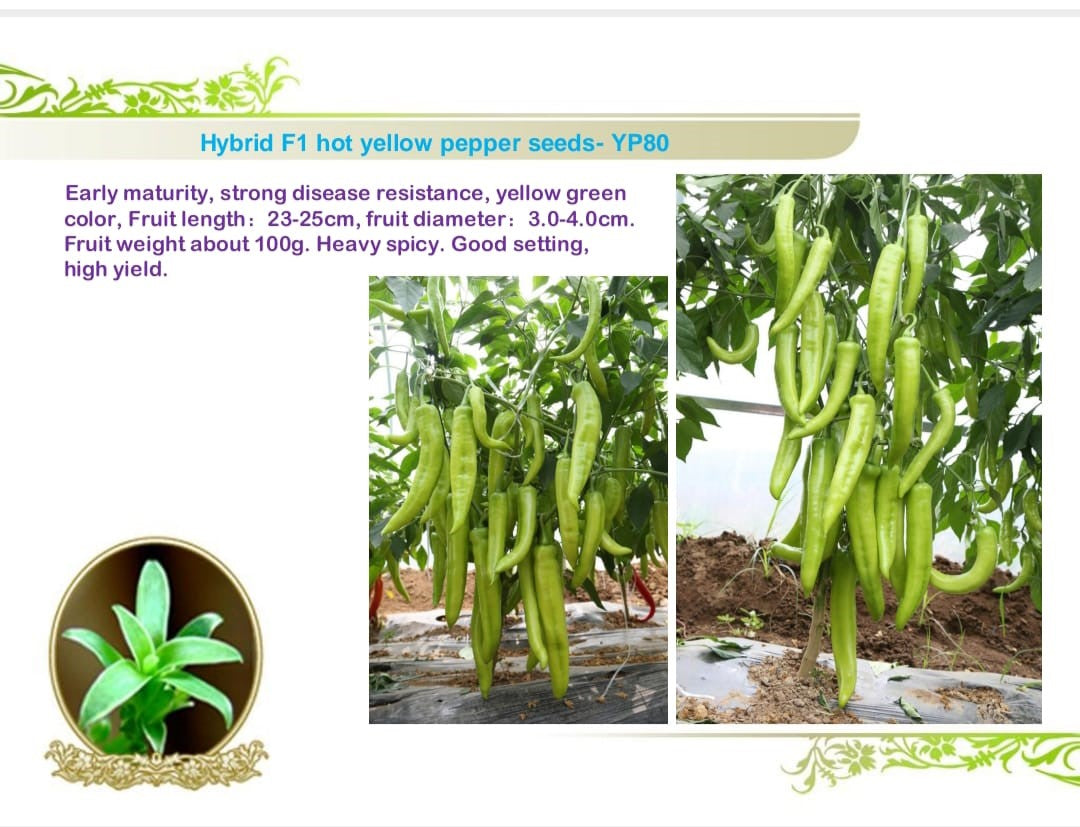 بذور فلفل حار أصفر هجين YP80 – حار جدًا
فلفل أصفر طويل بوزن 100 جرام
فلفل حار إنتاجي مقاوم للأمراض
عبوة 1000 بذرة فلفل حار YP80 عالية الجودة
فلفل حار طويل الشكل بطول 25 سم
فلفل أصفر مائل للأخضر بكهة قوية
زراعة فلفل حار هجين في البيوت المحمية
ثمار فلفل حار مقاومة للأمراض والعوامل الجوية
فلفل حار ممتاز للتسويق التجاري
فلفل YP80 – إنتاج غزير وطعم حار لاذع
