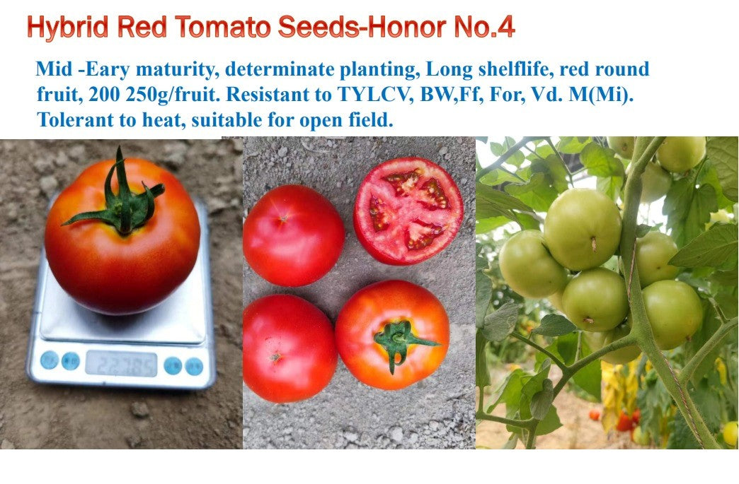 ثمار طماطم كبيرة مستديرة من بذور هجينة F1 مقاومة للأمراض.