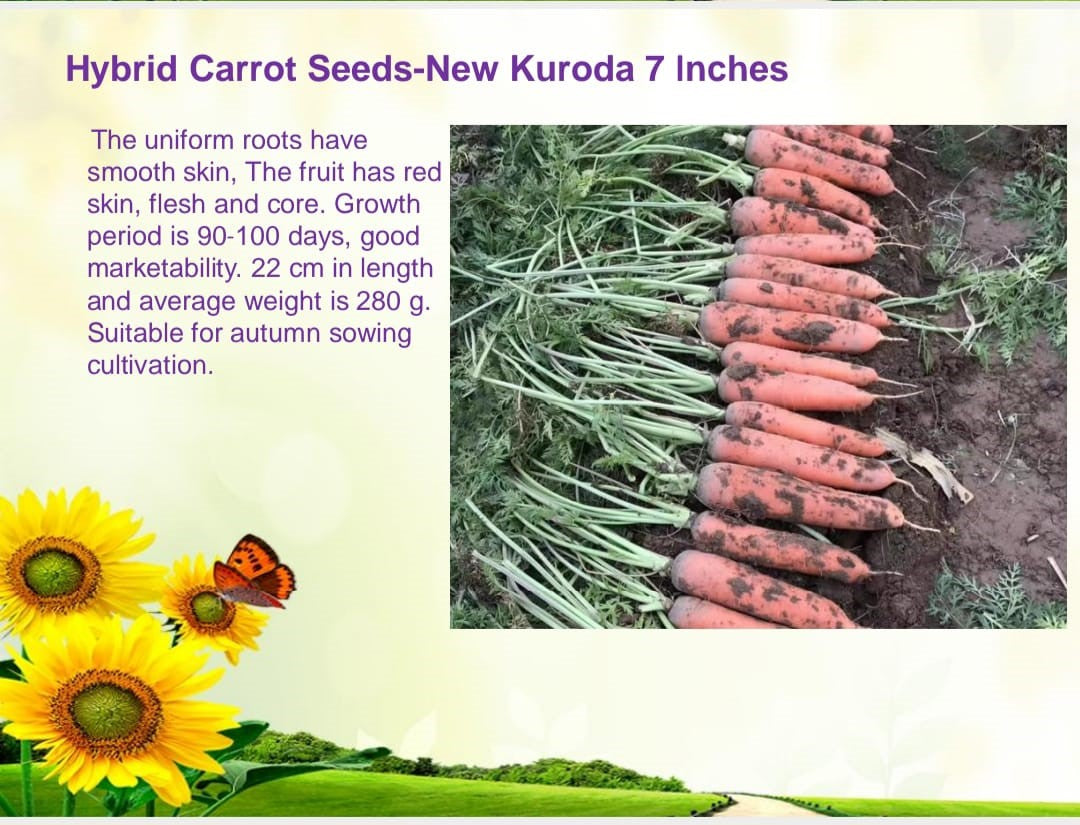 جذور جزر طويلة ناعمة من بذور نيو كورودا الهجينة.