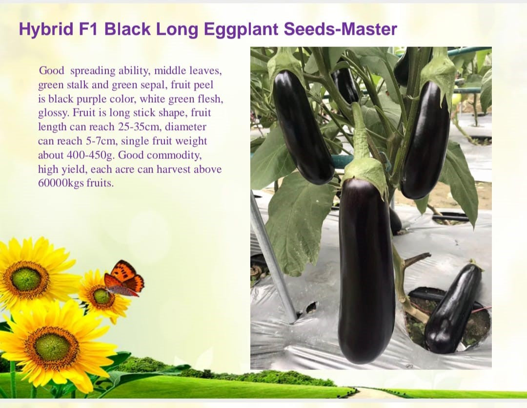 باذنجان عصوي الشكل من بذور هجينة مقاومة للمناخ المتغير