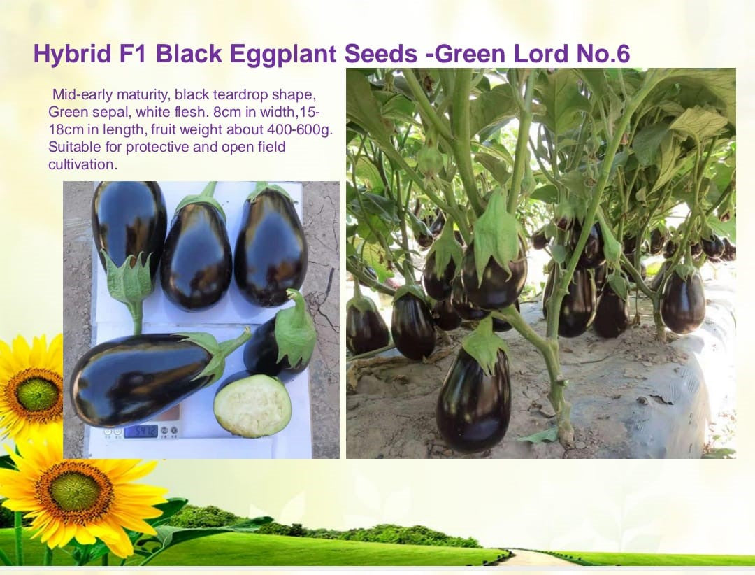 باذنجان أسود بشكل قطرة ماء من بذور هجين