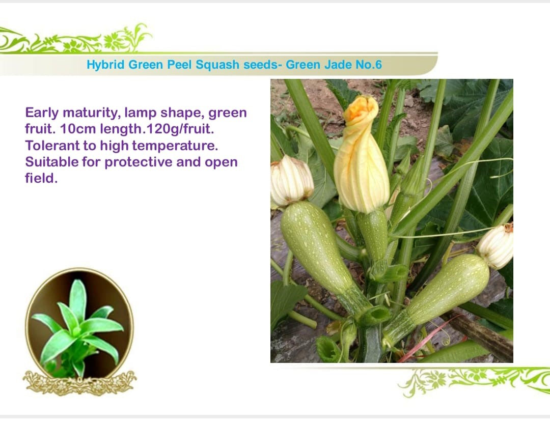 عبوة بذور كوسة مخصصة للمشاريع الزراعية التجارية