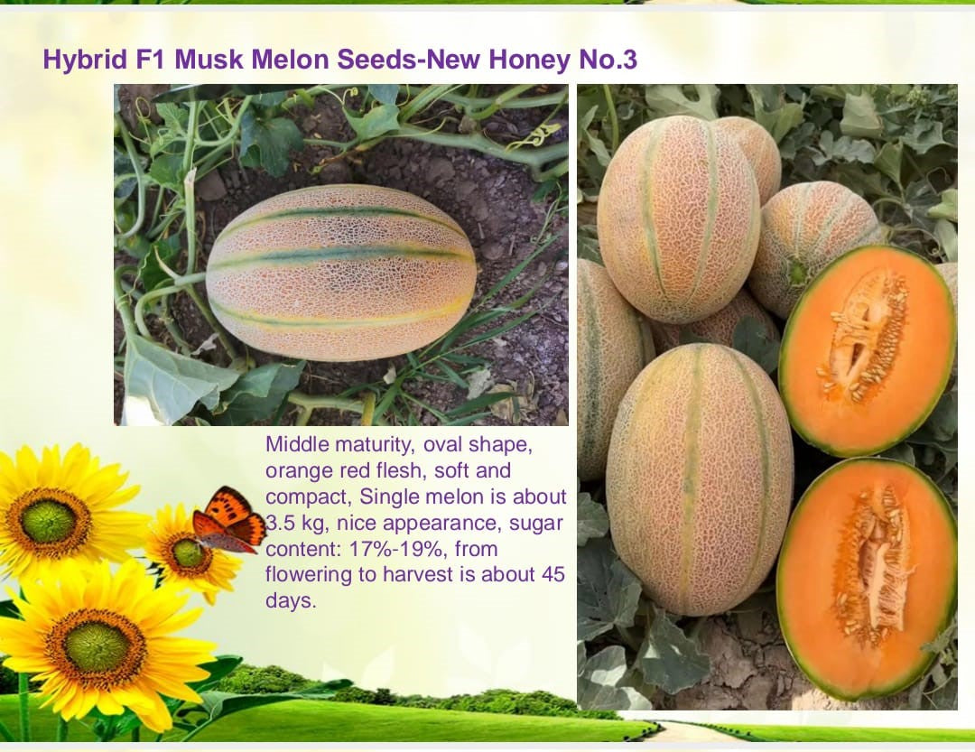 بذور شمام هجين F1 – فيري فراغرنس برائحة عطرية