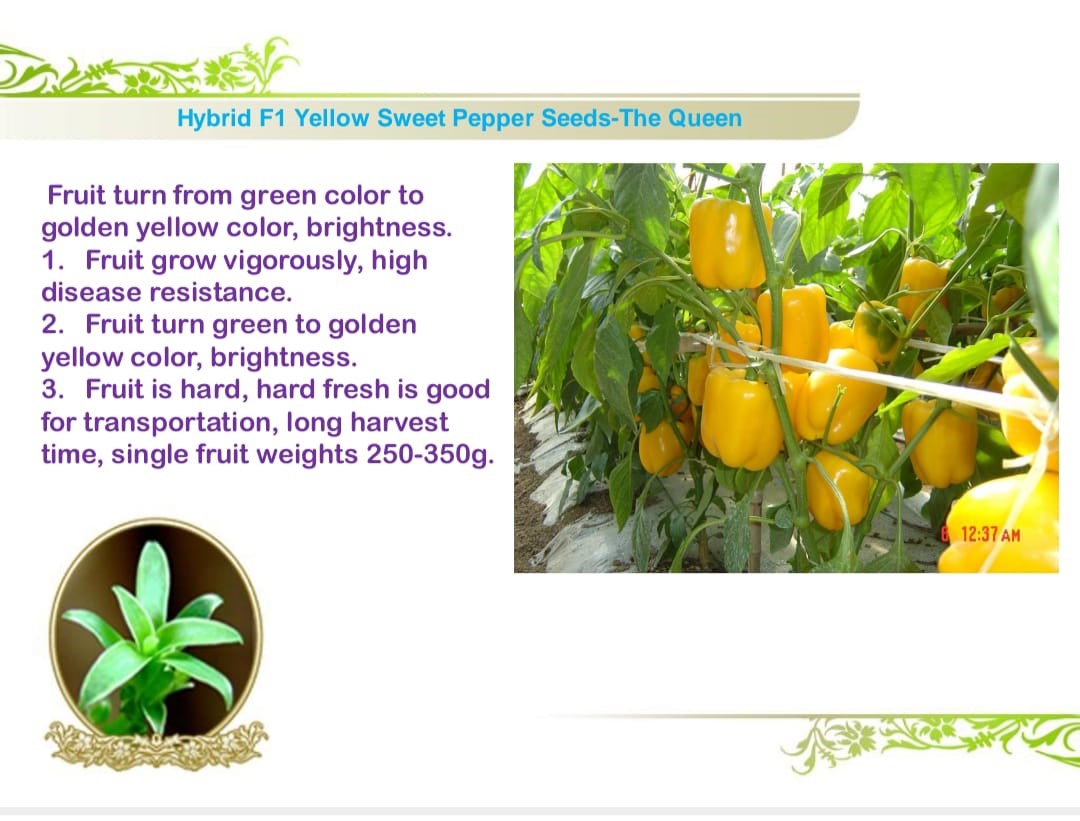 عبوة تحتوي على 1000 بذرة فلفل حلو عالي الجودة