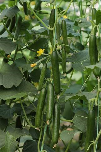 "بذور خيار هجين مقاوم للحرارة والأمراض – هوت كينج رقم 2 – عبوة تحتوي على 1000 بذرة"