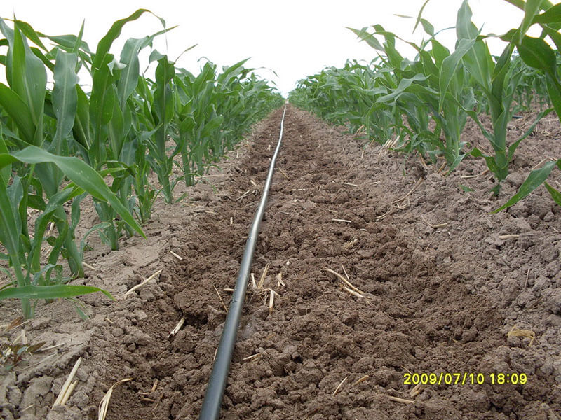 شريط الري بالتنقيط المسطح