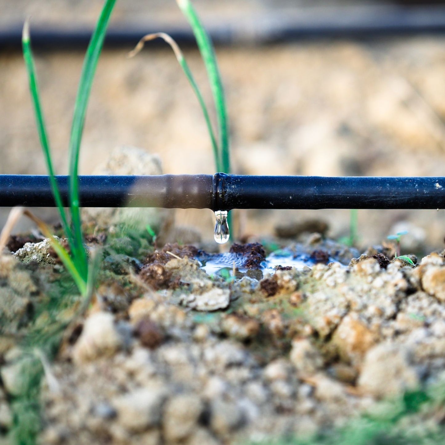 خرطوم ري أسود سادة مع محرك هيدروليكي في حديقة، يوفر توزيعًا متساويًا ويمنع الإفراط في الري