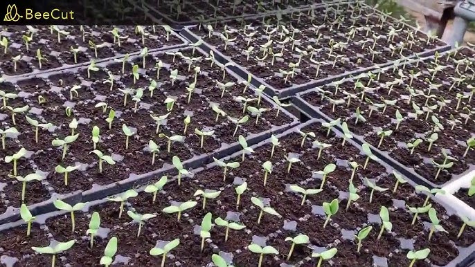 صينية شتلات 128 فتحة بخلية مريحة للنبات