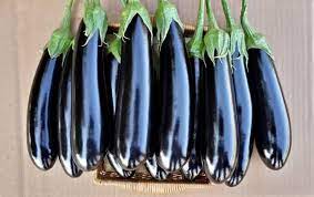 بذور باذنجان تجاري طويل الثمرة بوزن 450 جرام
