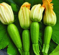 كوسة هجينة بطول 10 سم وشكل منتظم