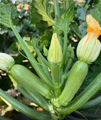 بذور كوسة هجينة ذات إنتاجية عالية