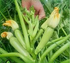 كوسة للزراعة في الحقول المفتوحة والبيوت المحمية