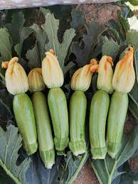 بذور كوسة هجينة تتحمل الحرارة العالية