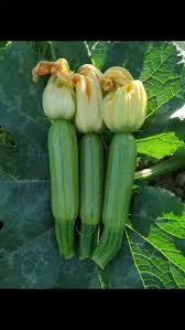 كوسة بوزن 120 جرام للثمرة الواحدة – عبوة 1000 بذرة