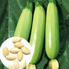 بذور كوسة هجين جرين جاد رقم 6 – شكل مصباح