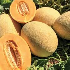 شمام هجين مقاوم للأمراض – عبوة تحتوي على 1000 بذرة