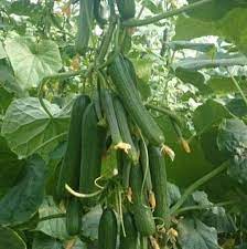 3️⃣ بذور هوت كينج رقم 2 – خيار هجين بطول 18 سم وإنتاج عالي