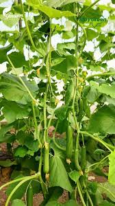 9️⃣ بذور خيار هجين مقاومة لفطريات البياض وموزاييك الخيار