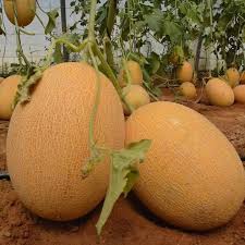 شمام للزراعة في البيوت المحمية والحقول المكشوفة