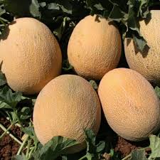 شمام هجين بقشرة أناناسية ولب ناعم