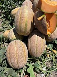 بذور شمام هجين سريعة الإنتاج وعالية الجودة