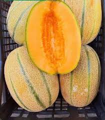 شمام طري ومتماسك – صنف نيو هوني رقم 3